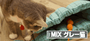 にほんブログ村 猫ブログ MIXグレー猫へ