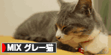 にほんブログ村 猫ブログ MIXグレー猫へ