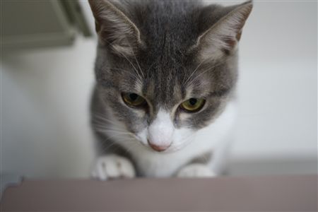 shisya0113003.jpg