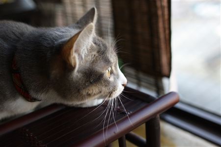 shisya0115009.jpg