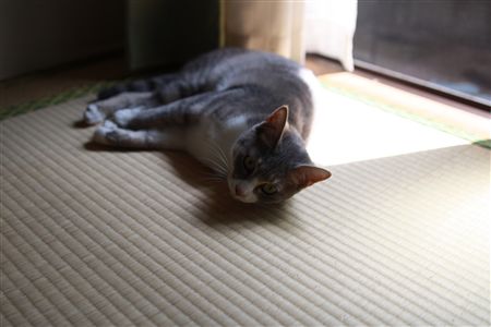 shisya0504001.jpg