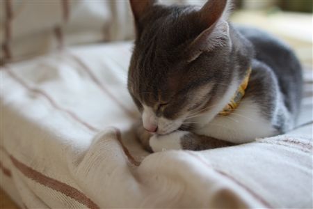 shisya0519003.jpg