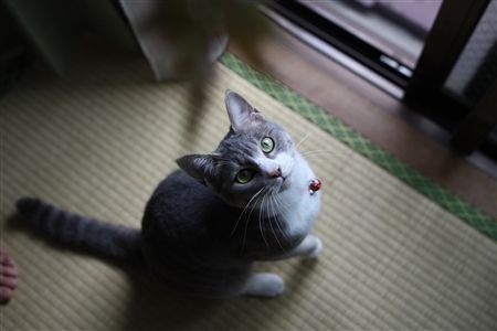 shisya0629001.jpg