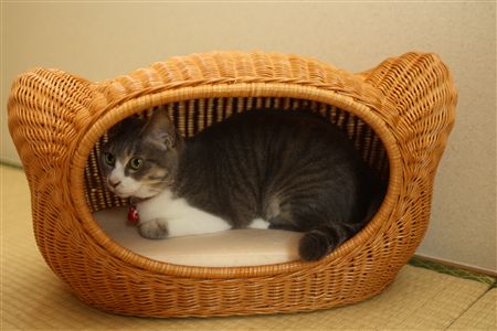 shisya0731002.jpg