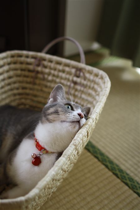 shisya0731003.jpg