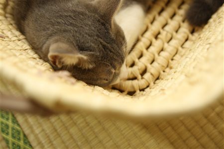 shisya0731005.jpg