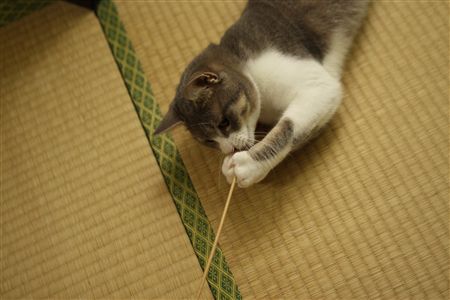 shisya0827001.jpg