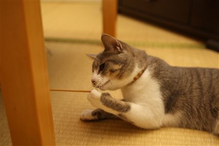 shisya0827003.jpg
