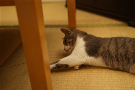 shisya0827004.jpg