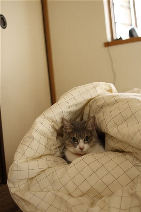 shisya1027000.jpg