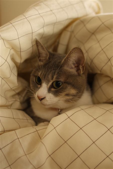 shisya1027002.jpg
