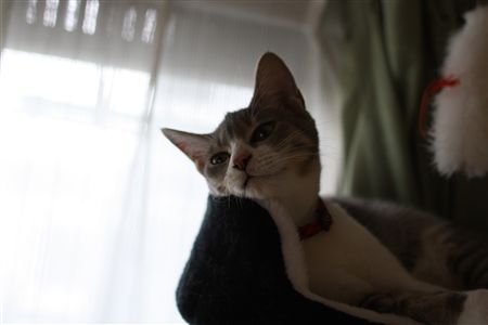 shisya103103.jpg