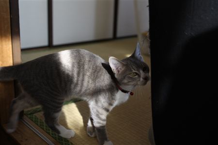 shisya103106.jpg
