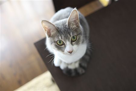 shisya123101.jpg