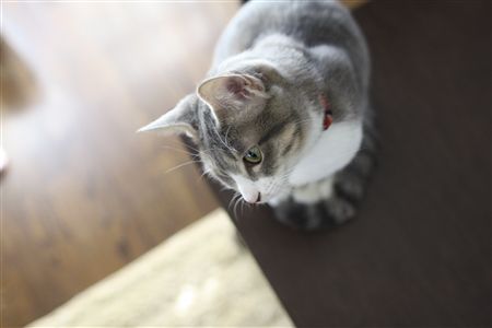 shisya123104.jpg