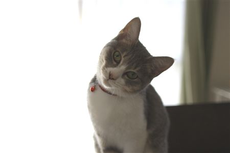 shisya123106.jpg